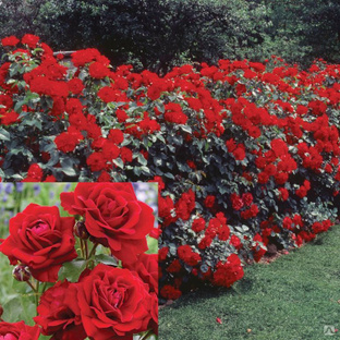 Роза парковая Стромболи 