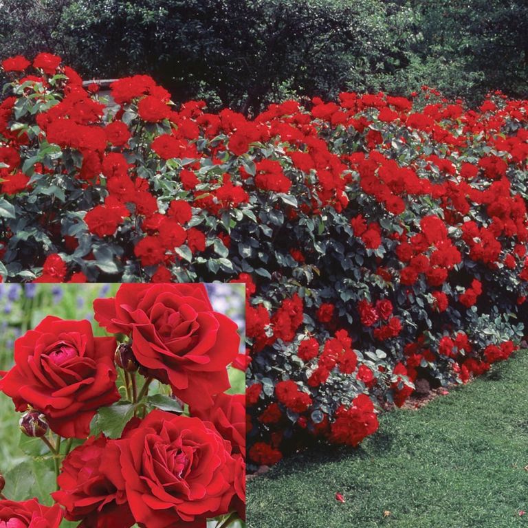Роза парковая Brilliant Meillandina