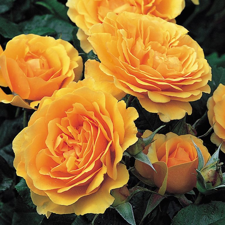 Роза флорибунда Бернштейн