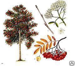 Рябина обыкновенная (Sórbus aucupária) 10л 200-300см