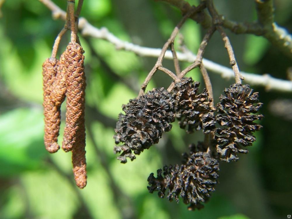 Ольха черная (Alnus glutinosa (l.) Gaertn)