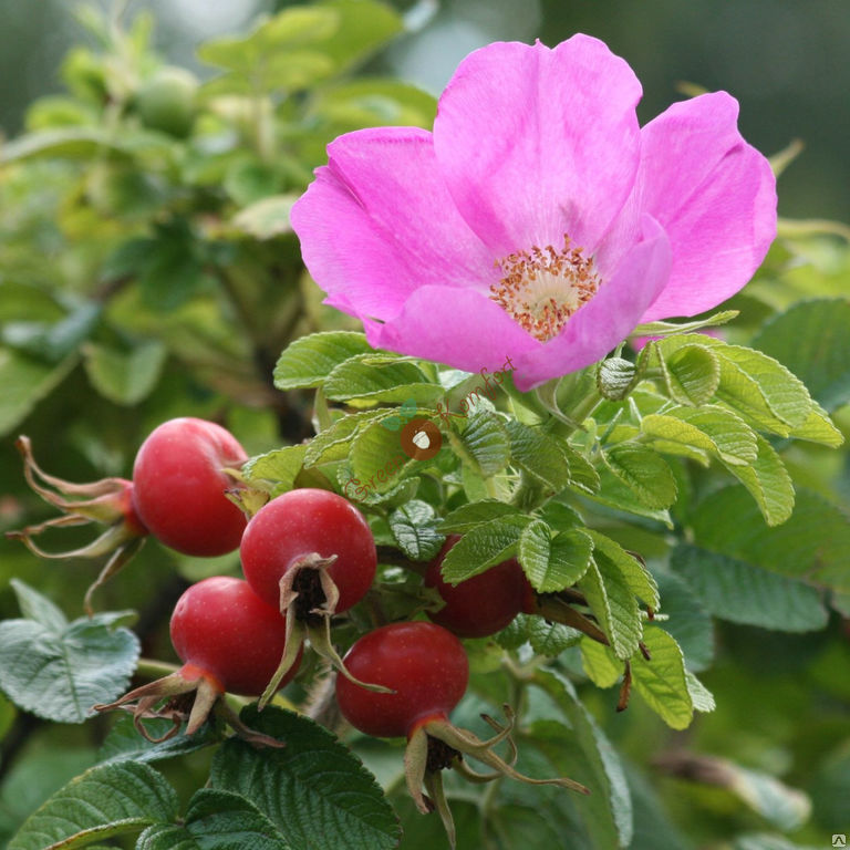Роза морщинистая ругоза шиповник купить в псковской области опочка питомник вилла планта