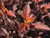 Пузыреплодник Диаболо Диор (Physocarpus Diable D'Or​) 7,5 л 80-100 см #1