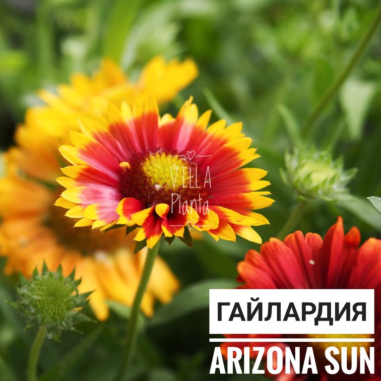 Гайлардия Аризона Сан (Gaillardia Arizona Sun) 1,5 л